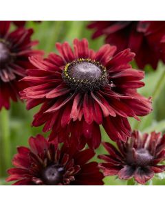 Rauher Sonnenhut (Rudbeckia hirta) ENCHANTED Velvet Flame