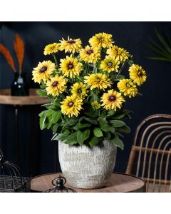 Rauher Sonnenhut (Rudbeckia hirta) Rudy Double Yellow Lemon