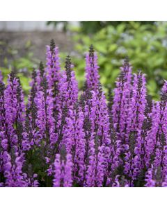 Salbei (Salvia) COLOR SPIRES Back to the Fuchsia