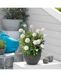 Tauben-Skabiose (Scabiosa columbaria) Atalanta White