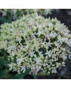 Prachtfetthenne (Sedum) Thundercloud