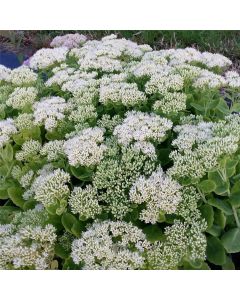 Pracht-Fetthenne (Sedum spectabile) Iceberg 