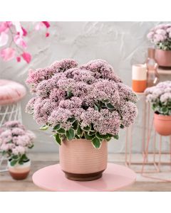 Prachtfetthenne (Sedum telephium) La Vie en Rose