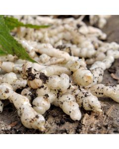 Knollenziest (Stachys sieboldii) Conito