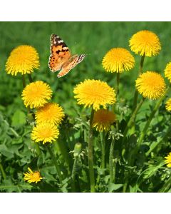 Löwenzahn - Pusteblume (Taraxacum officinale) 