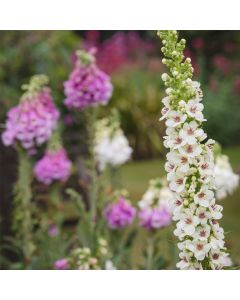 Königskerze (Verbascum nigrum var. album) 