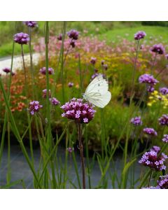 Patagonisches Eisenkraut (Verbena bonariensis) Violet Blue