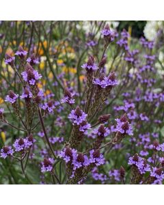 Kandelaber-Eisenkraut (Verbena macdougalii) Lavender Spires