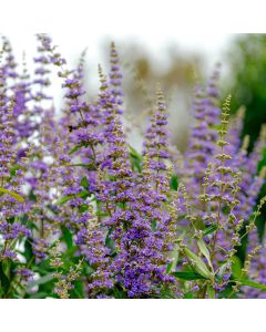 Mönchspfeffer (Vitex agnus castus) 