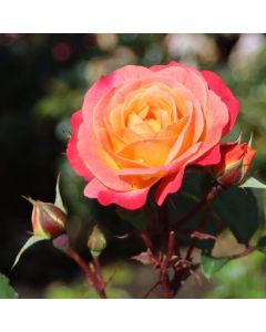 Strauchrose (Züchterrose) Tucan