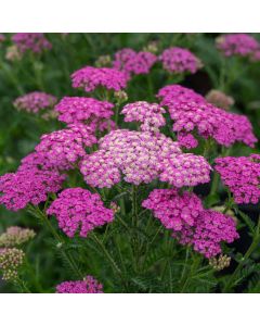 Schafgarbe ( Achillea millefolium) Pretty Belinda