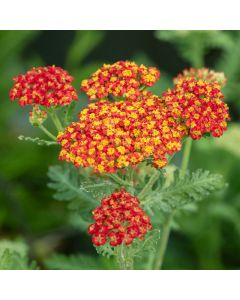 Schafgarbe (Achillea millefolium) Safran