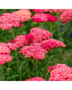 Schafgarbe (Achillea millefolium) SASSY SUMMER Taffy