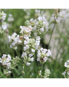 Lavendel (Lavandula angustifolia) White Fragrance
