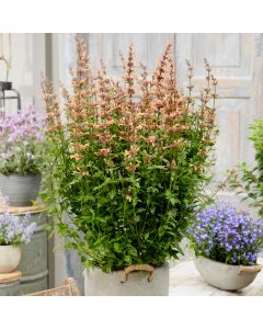 Duftnessel (Agastache) Mango Tango