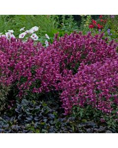 Duftnessel (Agastache) Rosie Posie