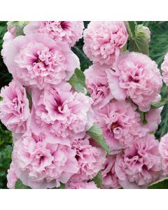 Stockrose (Alcea rosea) CHATERS Pink