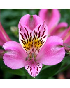 Hohe Inkalilie (Alstroemeria) Duke Charles