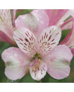 Hohe Inkalilie (Alstroemeria) Duke Francois