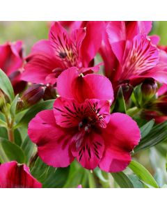 Inkalilie (Alstroemeria) Leonie