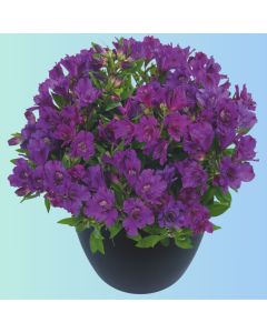 Niedrige Inkalilie (Alstroemeria) INTICANCHA Indigo