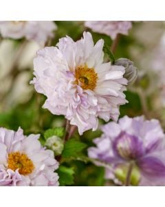 Herbstanemone (Anemone hybrid) Frilly Knickers
