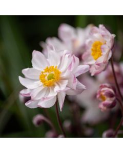 Herbstanemone (Anemone) GARDEN BREEZE Pink Touch