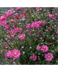 Herbstanemone (Anemone) GARDEN BREEZE Rosy Red