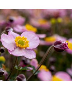 Herbstanemone (Anemone) LITTLE BREEZE Candy