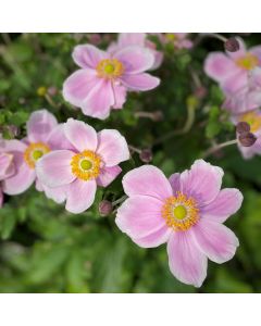 Herbstanemone (Anemone) ROYAL Blush