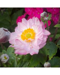 Herbstanemone (Anemone) ROYAL Candy