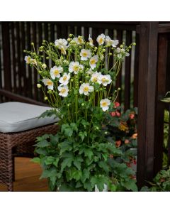 Herbstanemone (Anemone) SUMMER BREEZE Snow