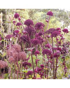 Gro&szlig;er Engelwurz (Angelica gigas) 