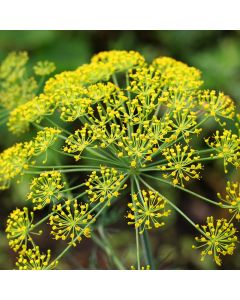 Gewöhnlicher Dill (Anthemum graveolens) 