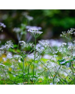 Wiesen-Kerbel (Anthriscus sylvestris)
