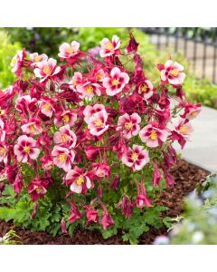Akelei (Aquilegia caerulea) EARLYBIRD Red White