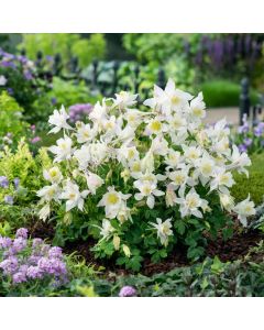 Akelei (Aquilegia caerulea) EARLYBIRD White