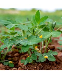 Erdnuss (Arachis hypogaea) Mandala