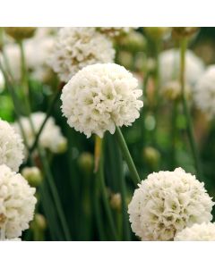 Strand-Grasnelke (Armeria pseudarmeria) BALLERINA White