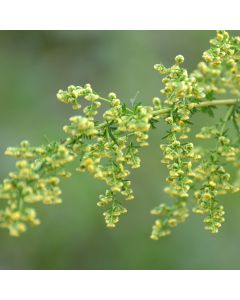 Chinesischer Beifuß (Artemisia annua) 