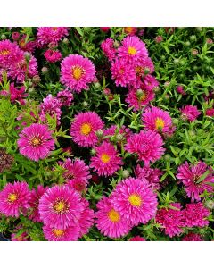 Kissenaster (Aster) Granat