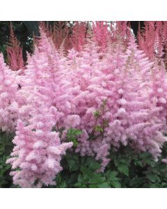 Prachtspiere (Astilbe) Short 'n' Ice Cream