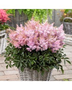 Zwerg-Prachtspiere (Astilbe) Short 'n' Sweet Sugarberry