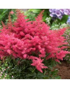 Prachtspiere (Astilbe) Short 'n' Younique Cerise