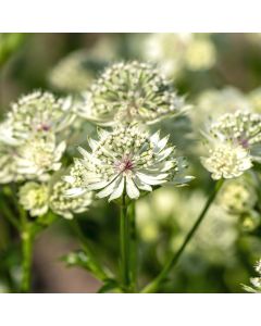 Große Sterndolde (Astrantia) Astra White