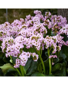 Bergenie (Bergenia) Fairytale Romance