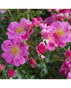 Bienenweide (Z&uuml;chterrose) Rosa 