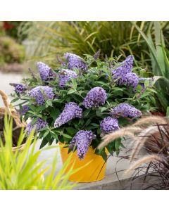 Zwerg-Schmetterlingsflieder (Buddleja davidii) BUTTERFLY CANDY Little Sweetheart