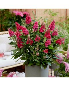 Zwerg-Schmetterlingsflieder (Buddleja davidii) BUTTERFLY CANDY Little Ruby