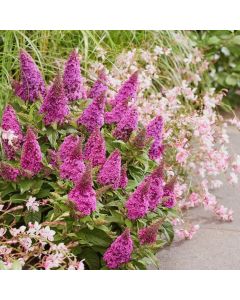 Zwerg-Schmetterlingsflieder (Buddleja davidii) BUTTERFLY CANDY Candy Cerise
